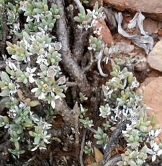 Trichodiadema calvatum