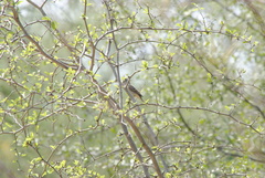 Camptostoma obsoletum