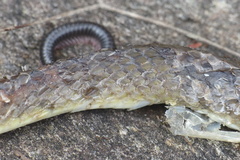 Crotaphopeltis hotamboeia