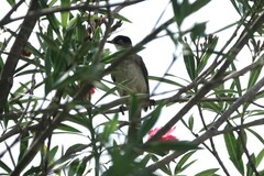 Pycnonotus xanthorrhous