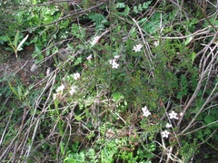 Adenandra uniflora