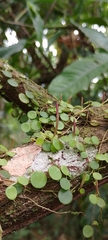 Peperomia rotundifolia