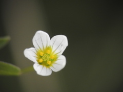 Linum catharticum
