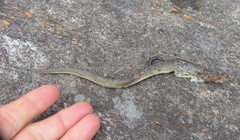 Crotaphopeltis hotamboeia