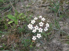 Adenandra uniflora