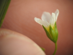 Linum catharticum
