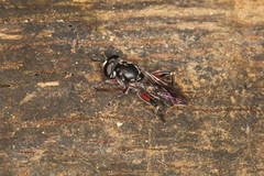 Chalcosyrphus elongatus