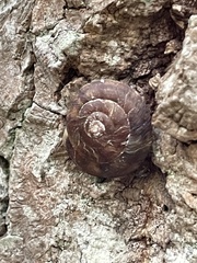 Helicigona lapicida