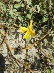 Oenothera drummondii