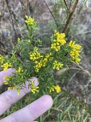 Euthamia leptocephala