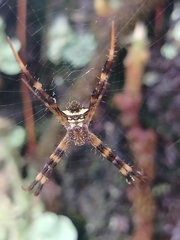 Argiope reinwardti