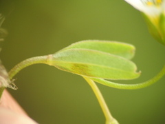 Linum catharticum