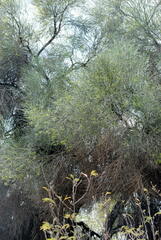Prosopis kuntzei
