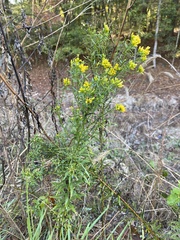 Euthamia leptocephala