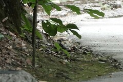 Enicurus schistaceus