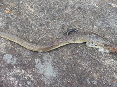 Crotaphopeltis hotamboeia