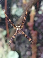 Argiope reinwardti