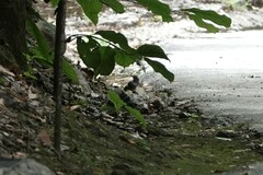 Enicurus schistaceus