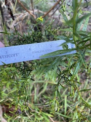 Euthamia leptocephala