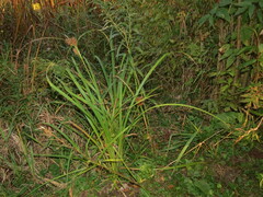 Carex lupulina