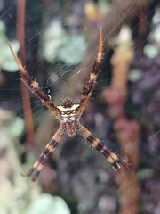 Argiope reinwardti