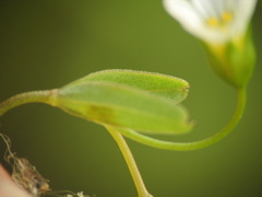 Linum catharticum