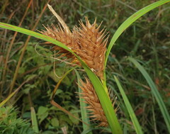 Carex lupulina