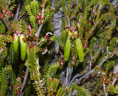 Erica viridiflora