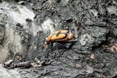 Clinterocera discipennis