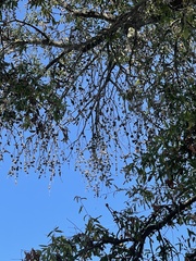 Callirhytis quercuspunctata