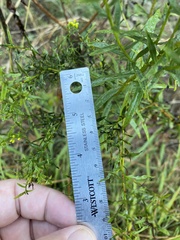 Euthamia leptocephala