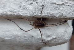 Odiellus spinosus