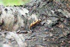 Clinterocera discipennis