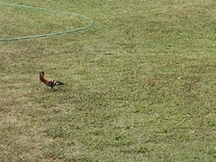 Upupa epops africana