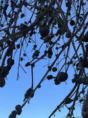 Callirhytis quercuspunctata