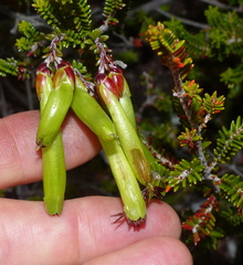 Erica viridiflora