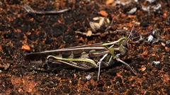 Chortoicetes terminifera