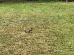 Upupa epops africana