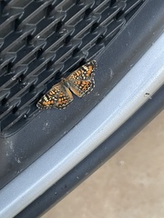 Phyciodes phaon