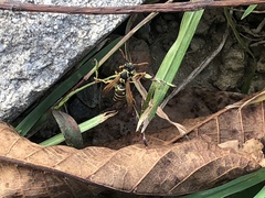 Polistes nimpha