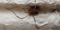 Odiellus spinosus