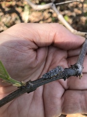 Declivara ornamenta