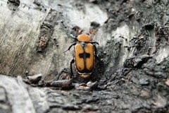 Clinterocera discipennis