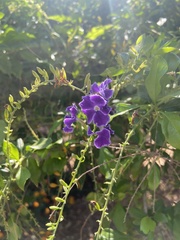 Duranta