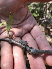 Declivara ornamenta