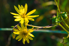 Silphium asteriscus trifoliatum