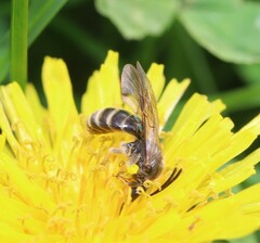 Lasioglossum marginatum