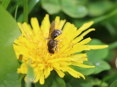Lasioglossum marginatum