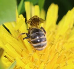 Lasioglossum marginatum