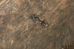 Chalcosyrphus elongatus